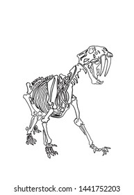 Graphical skeleton of saber-toothed tiger on white background,vector illustration, anthropology