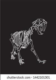 Graphical skeleton saber  toothed tiger white background vector illustration  anthropology