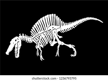 spinosaurus skeleton drawing