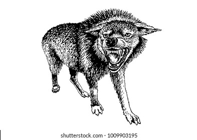 Graphical sketch of angry wolf isolated on white background,vector illustration