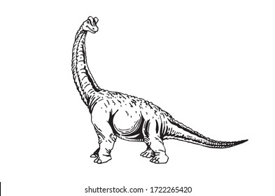  Graphical sketch of Brachiosaurus isolated on white background , vector illustration, dinosaur