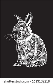 Graphical sketch of bunny isolated on black background, vector engraved illustration 