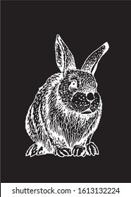 Graphical sketch of bunny isolated on black background, vector engraved illustration 