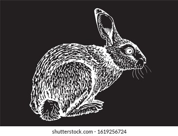 Graphical sketch of bunny isolated on black, vector engraved illustration