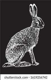Graphical sketch of bunny isolated on black, vector engraved illustration