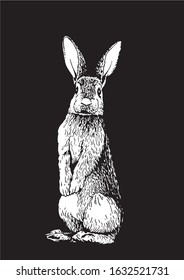 Graphical sketch of bunny isolated on black background,vector engraved illustration