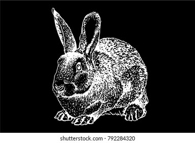 Graphical sketch of bunny isolated on black background,vector illustration