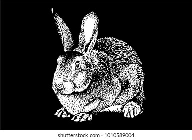 Graphical sketch of bunny on black background,vector