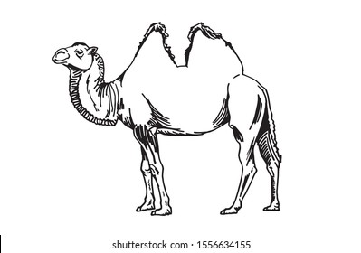 Graphical sketch of camel isolated on white background,vector illustration