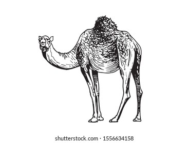 Graphical sketch of camel isolated on white background,vector illustration