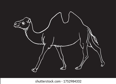 Graphical sketch of camel isolated on black, vector engraved illustration, doodle drawing