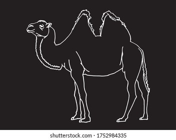 Esbozo gráfico de camello aislado en negro, ilustración vectorial, dibujo de doodle