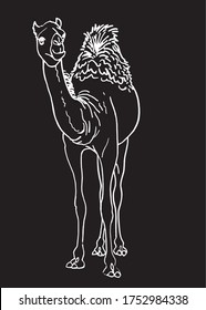 Graphical sketch of camel isolated on black, vector engraved illustration, doodle drawing