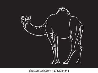 Esbozo gráfico de camello aislado en negro, ilustración vectorial, dibujo de doodle