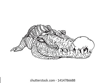Graphical sketch of crocodile isolated on white,vector illustration