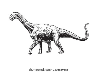 Graphical sketch of  diplodocus isolated on white, paleontology,vector illustration
