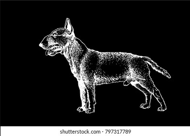 Graphical sketch of dog isolated on black background,vector