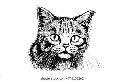 Graphical sketch of domestic cat isolated on white background,vector