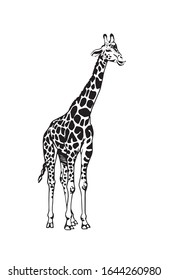 Dibujo gráfico de jirafa aislada en fondo blanco,ilustración vectorial