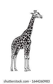 Graphical sketch of giraffe isolated on white background,vector illustration