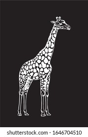 Graphical sketch of giraffe isolated on black background, vector engraved  illustration