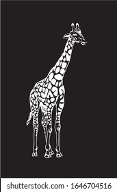Graphical sketch of giraffe isolated on black background, vector engraved  illustration