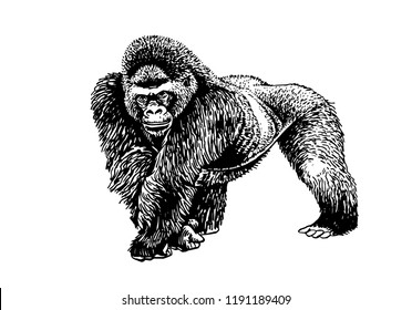 Graphical sketch of gorilla isolated on white background,vector tattoo illustration