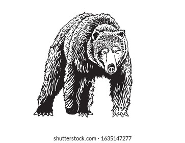 Graphical sketch of grizzly bear isolated on white background,vector illustration