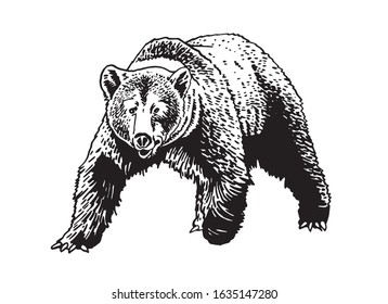 Graphical sketch of grizzly bear isolated on white background,vector illustration