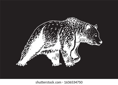Graphical sketch of grizzly bear isolated on black background, vector engraved illustration