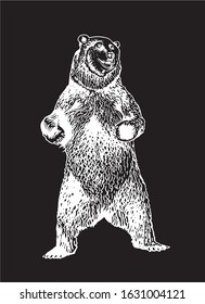 Graphical sketch of grizzly bear standing isolated on black,vector illustration