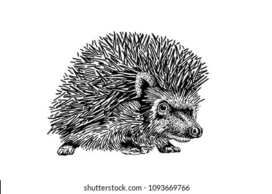 Graphical sketch of hedgehog isolated on white background,vector illustration