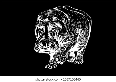 Graphical sketch of hippo isolated on black background,vector