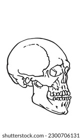 Graphical sketch of human skull isolated on white background,vector illustration. Spooky illustration for tattoo and design.Human fossil, science