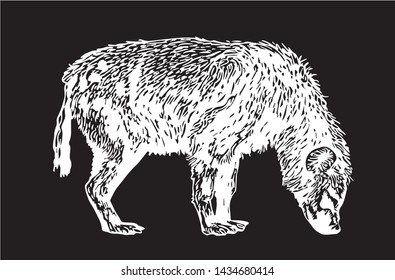 Graphical sketch of hyena standing isolated on black background,vector illustration