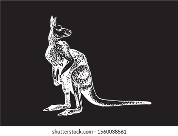 Graphical sketch of kangaroo isolated on black background,vector engraved illustration