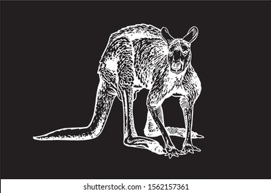 Graphical sketch of kangaroo isolated on black background, vector engraved  illustration for art