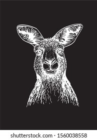 Graphical sketch of kangaroo portrait isolated on black background,vector engraved illustration