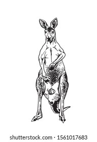 Graphical sketch of kangaroo standing isolated on white background, vector illustration