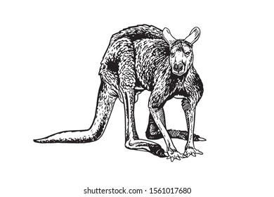Graphical sketch of kangaroo watching into the distance isolated on white background, vector illustration