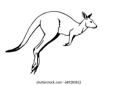 Graphical sketch of kangaroo,vector
