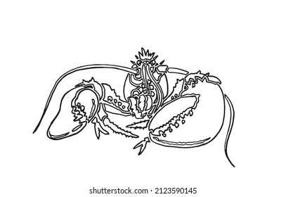 Graphical sketch of lobster isolated on white background,vector sea-food element  for coloring doodle drawing