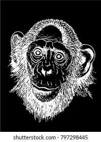 Graphical sketch of monkey isolated on black background,vector
