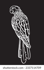 Graphical sketch of parrot on black,vector element of bird.Ink pen parrot for coloring,logo,design