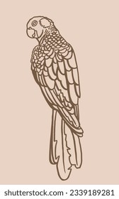 Graphical sketch of parrot  on sepia background,vector element of bird.Ink pen parrot