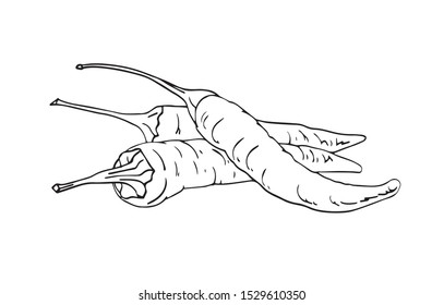Graphical sketch of pepper isolated on white background,vector  food illustration for printing and coloring
