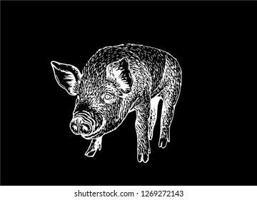 Graphical sketch of pig isolated on black background,vector