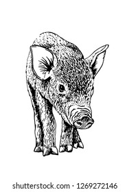 Graphical sketch of pig isolated on white background,vector