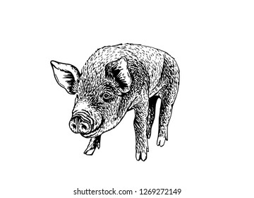 Graphical sketch of pig isolated on white background,vector