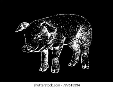 Graphical sketch of pig on black background,vector illustration